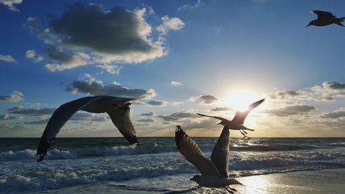 Seagulls flying above beach at sunset