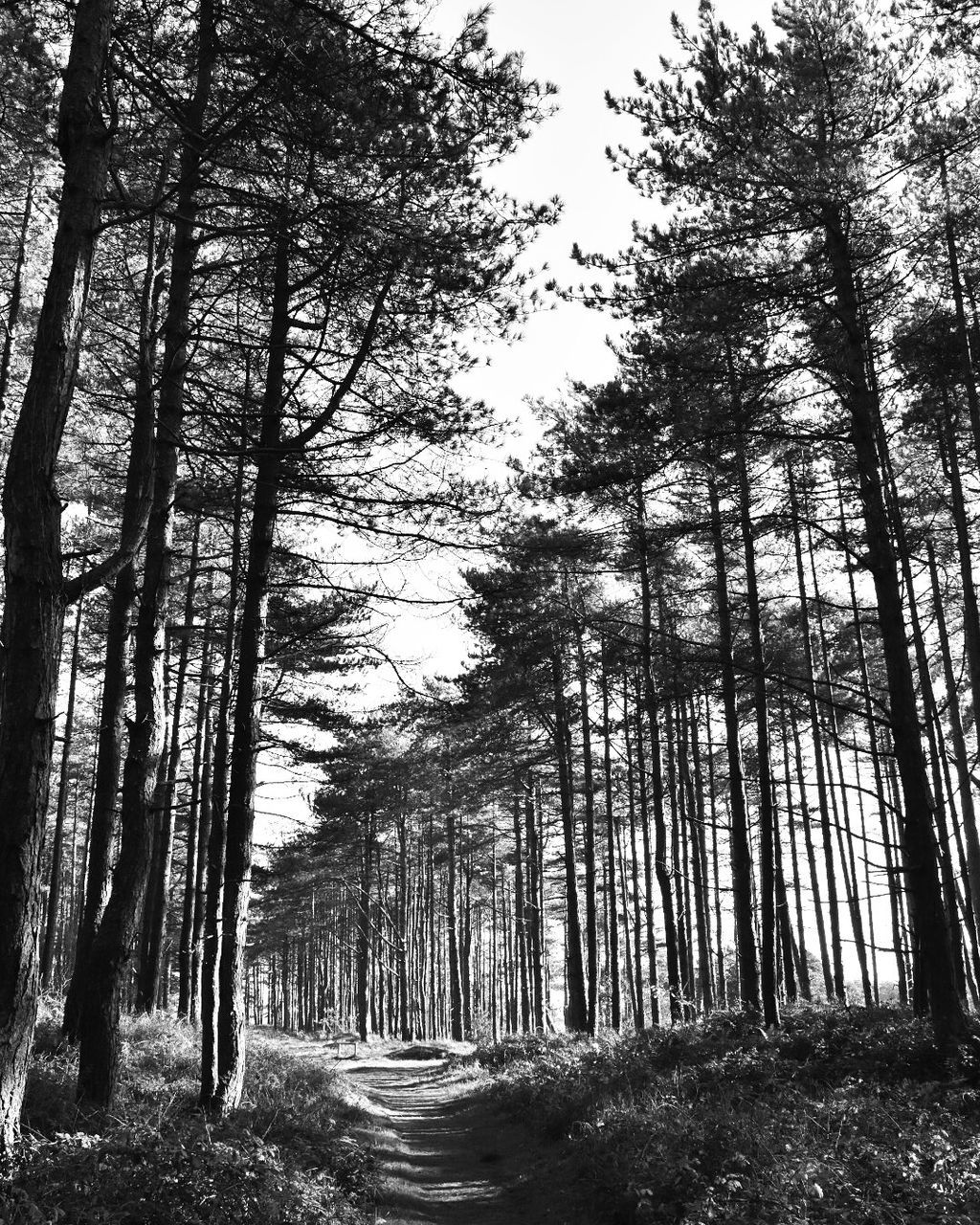 LOW ANGLE VIEW OF TREES IN FOREST