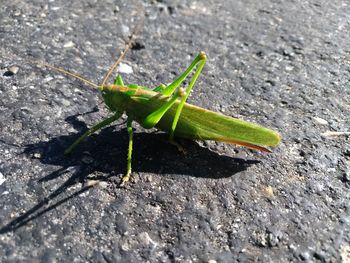 High angle view of insect on leaf