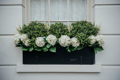 Hydrangeas and boxwood in elegant window box