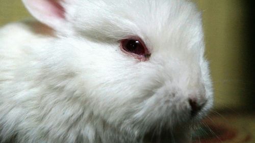 Close-up of white cat