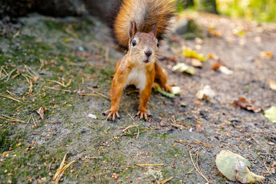 Close-up of squirrel on land