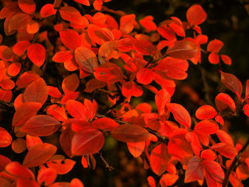 Close-up of red flowering plant