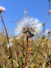 Close-up of white dandelion flower