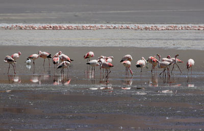 Birds in lake