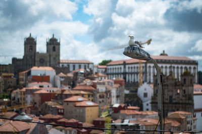 Low angle view of seagull on roof against buildings