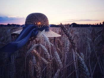 Close-up of agricultural field against sky during sunset