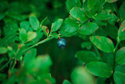 Close-up of berries growing on plant