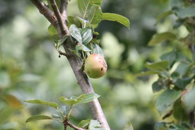 Close-up of apple on tree