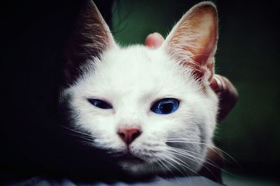Close-up portrait of cat