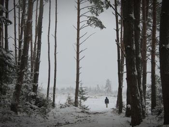 Trees in forest during winter