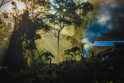 Trees growing in misty forest on sunny day