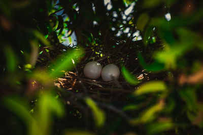 Close-up of bird in nest