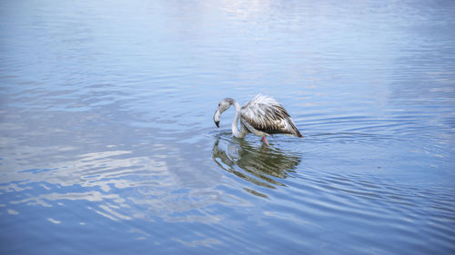 View of duck swimming in lake