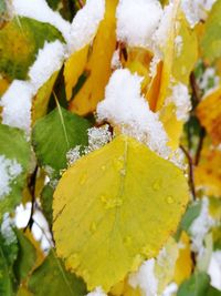 Close-up of frozen leaf