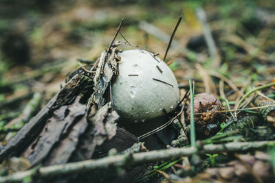 Close-up of crab on field