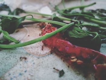 Close-up of red chili peppers on table