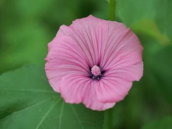 Close-up of pink flower