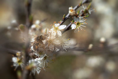 Close-up of white cherry blossoms
