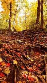 Sunlight falling on autumn leaves in forest