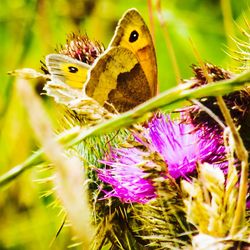 Close-up of butterfly on purple flower