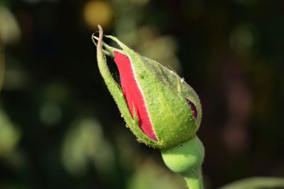 Close-up of plant