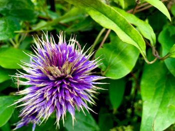 Close-up of purple thistle flower