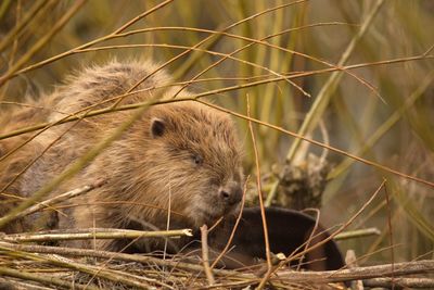 Close-up of beaver on sticks