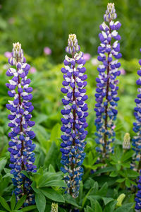 Close-up of purple lavender flowers on field