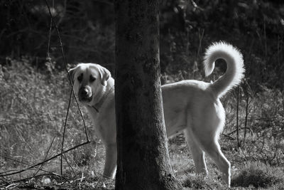 Dog on field