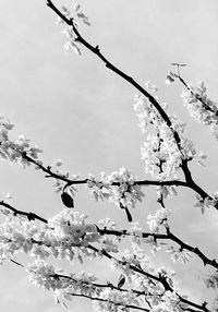 Close-up of bird on branch against sky