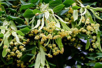 Close-up of fresh green plants