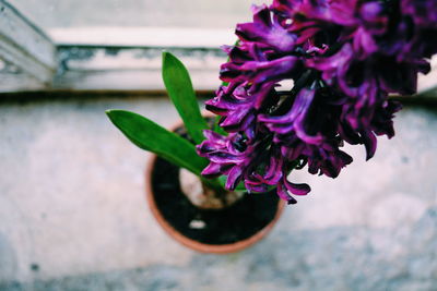 Close-up of pink flower