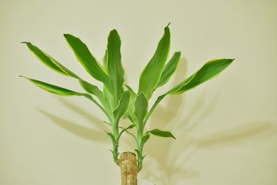 Close-up of plant