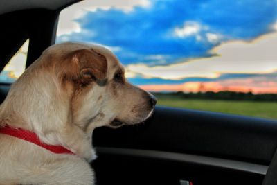 Close-up of dog in car