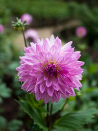 Close-up of pink dahlia flower