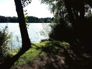 Scenic view of lake in forest