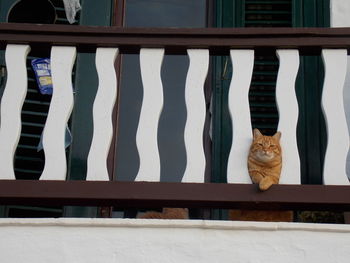 Row of cat on window sill