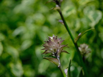 Close-up of flowering plant