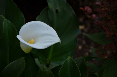 Close-up of calla lily blooming outdoors