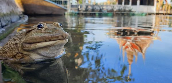 Close-up of a duck in lake