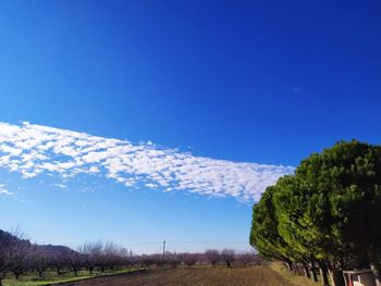 Trees on field against clear blue sky