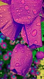 Close-up of water drops on pink flower