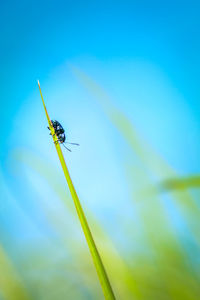 Close-up of insect on blue against sky