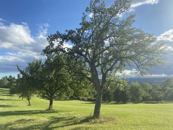 Trees on field against sky