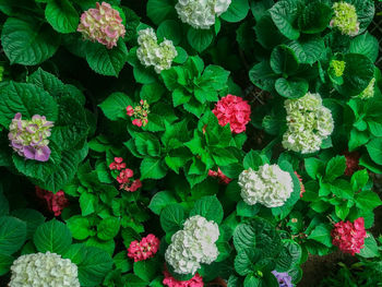 High angle view of flowering plants