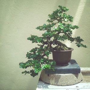 Potted plant on wall