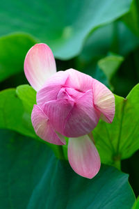 Close-up of pink water lily