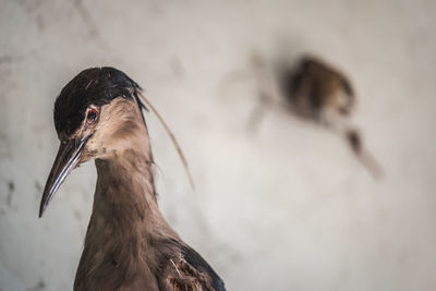 Close-up of bird