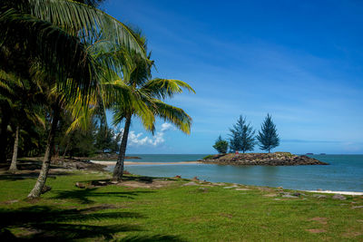 Palm trees on beach against blue sky